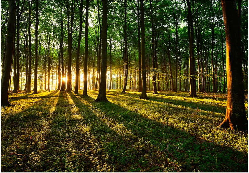 Velkoformátová tapeta Artgeist Spring Morning in the Forest