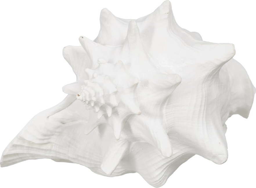 Soška z polyresinu (výška 13 cm) Seashell – Ixia Ixia