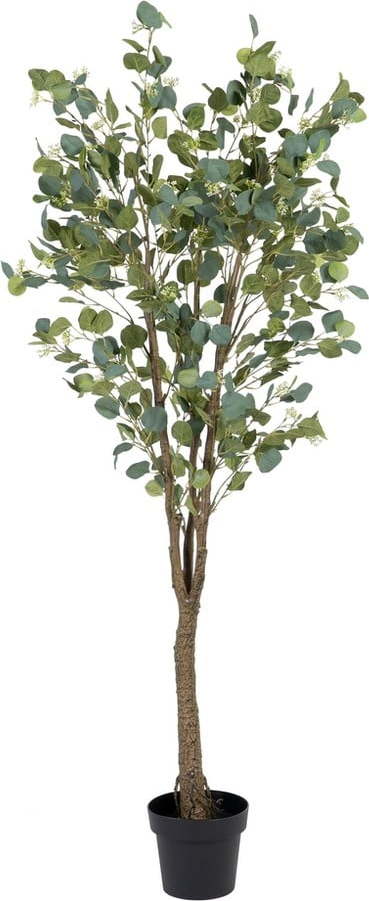 Umělý eukalyptus (výška 173 cm) Eucalyptus – Ixia Ixia