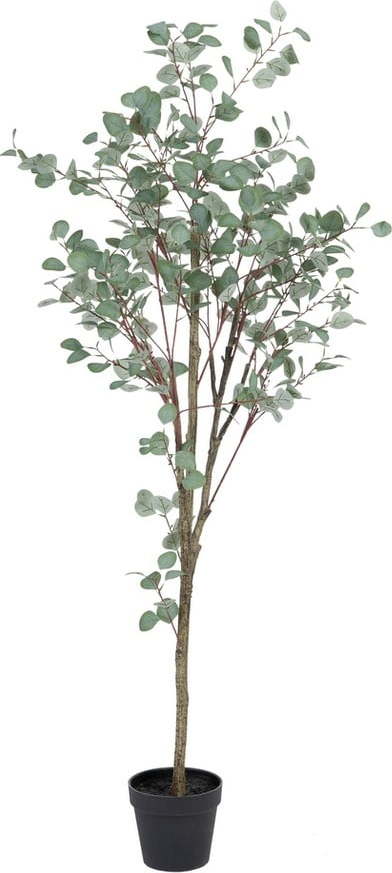 Umělý eukalyptus (výška 180 cm) Eucalyptus – Ixia Ixia